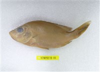 藏品(隆背笛鯛)的圖片